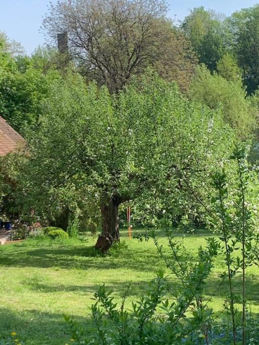 Ferienwohnung In Historischer Muehle Buchen  Dış mekan fotoğraf
